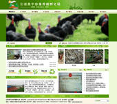 安徽山鸡养殖网站建设